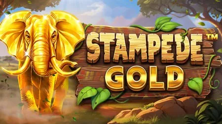 Stampede Gold